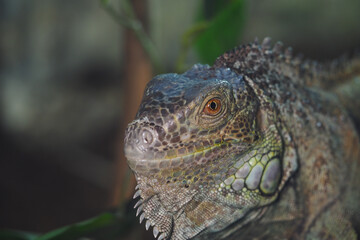 Iguana resting in its natural habitat during daytime