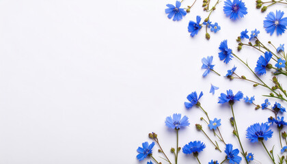 Blue wildflowers scattered on light airy white background create minimalistic and fresh floral composition, evoking calm and peaceful mood