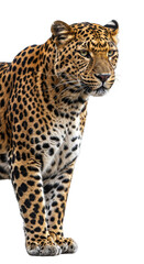 Fototapeta premium Leopard Isolated Photo Walking and Looking Alertly with Spots and Golden Fur Detail