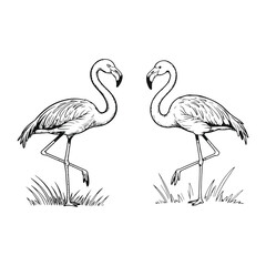 Obraz premium Flamingo Bird Vector Illustration on White Background