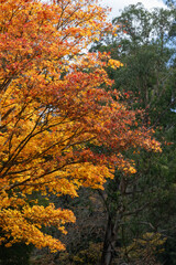 Bright yellow and orange leaves changing color on maple tree in autumn