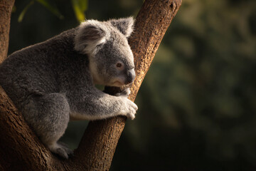 Fototapeta premium a koala bear is sitting in a tree