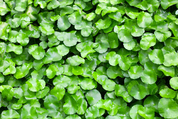 Gotu Kola, Centella Asiatica, Asiatic Pennywort. Herbal Plant