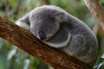 Obraz premium a koala sleeping on a tree branch