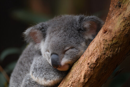 a koala sleeping on a tree branch