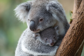 Fototapeta premium a koala holding a baby in its arms