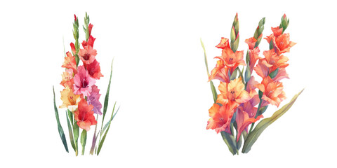 gladiolus watercolor vector illustration