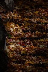Fallen autumn leaves covering steps in nature