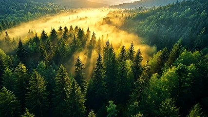 Misty forest landscape with sunbeams, lush green trees and mountainous backdrop illuminated by golden sunlight creating a serene ambiance