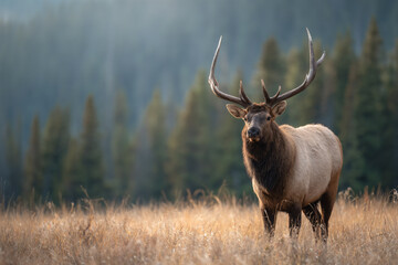 a large elk standing in a field of tall grass