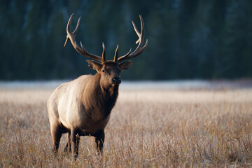 a large elk standing in a field of tall grass