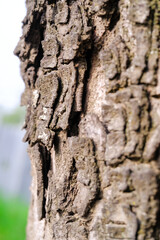 Macrophotography side view of tree bark. Closeup shot of mossy and cracked tree bark due to the tree growing and enlarging in diameter. Texture and detail of bark surface. Negative space