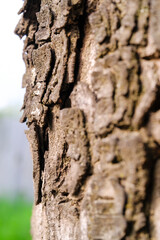 Macrophotography side view of tree bark. Closeup shot of mossy and cracked tree bark due to the...