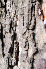 Macrophotography side view of tree bark. Closeup shot of mossy and cracked tree bark due to the tree growing and enlarging in diameter. Texture and detail of bark surface. Negative space