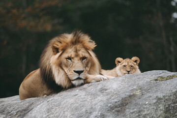 Obraz premium two lions laying on a rock in a forest