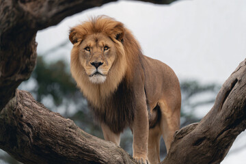 Obraz premium a lion standing on a tree branch in a zoo