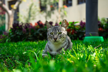 Horizontal photograph of a gray tabby cat lying on green grass in a garden, looking directly at the...