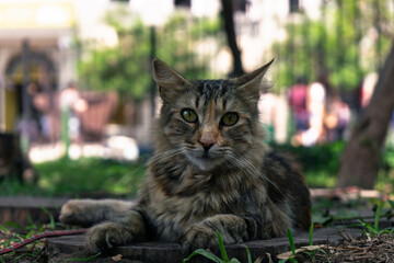 Horizontal photograph of a long-haired tabby cat resting on wooden ground in a park, with a soft...