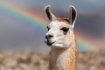 Obraz premium a llama with a rainbow in the background