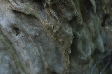 Doritis orchid growing on a dry tree trunk