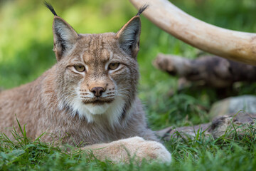 Obraz premium a lynx laying in the grass with a large animal in the background