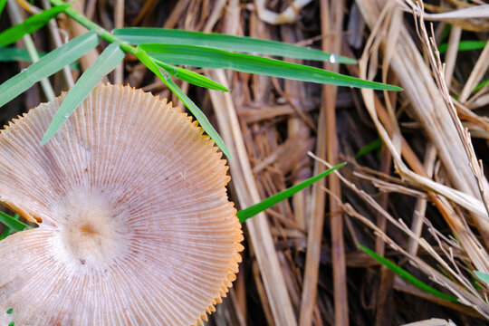 Macro shot of Pleated inkcap mushroom in bloom. Closeup shot of Parasola plicatilis mushroom with negative space. Poisonous mushrooms in nature. Science and natural ecosystems