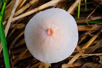 Top shot of Pleated inkcap mushroom. Macrophotography of Parasola plicatilis mushroom with negative space. Poisonous mushrooms in nature. Science and natural ecosystems. Plants Close-up