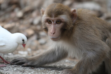 Naklejka premium a monkey and a white bird on a rocky ground
