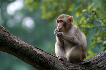 Fototapeta premium a monkey sitting on a tree branch eating something
