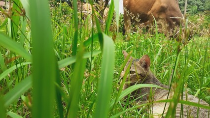Obraz premium The cat is watching the cows eat grass.