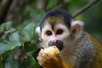 a monkey eating a piece of food in a tree