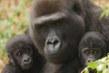 Obraz premium a mother gorilla and her two babies
