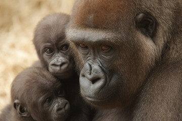 Obraz premium a mother gorilla and her baby are looking at the camera