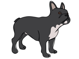 French bulldog in continuous line drawing style.