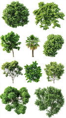 Fototapeta premium Cutout top view set of 3D rendered trees for landscaping design, displayed on a clean white background, ideal for architectural visualization, planning, and outdoor project mockups.