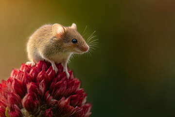 Obraz premium a mouse sitting on top of a red flower