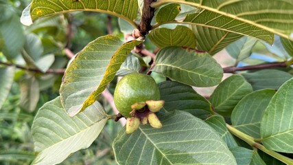 A single green guava fruit hangs among textured leaves on a vibrant tree branch