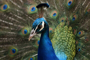 Fototapeta premium a peacock with its feathers spread out