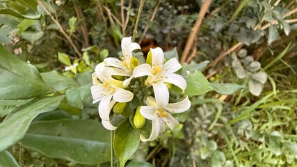 Beautiful cluster of fragrant white orange jasmine flowers blooms amidst green foliage