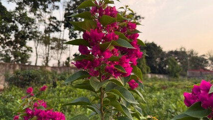Blooming bougainvillea plant displaying vibrant magenta flowers and lush green leaves in a natural outdoor garden setting