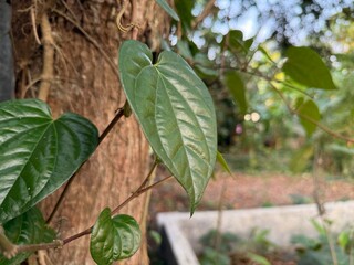 Betel leaves climb a textured brown tree in an outdoor tropical garden scene