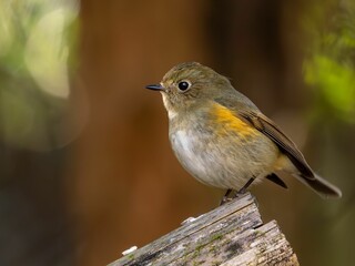 森の中で周りを見渡しているルリビタキ