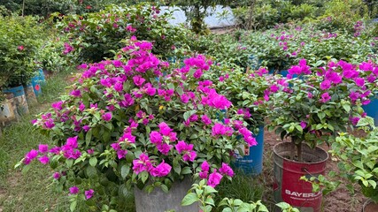 Bright purple bougainvillea blooms profusely in repurposed metal containers in a lush garden setting