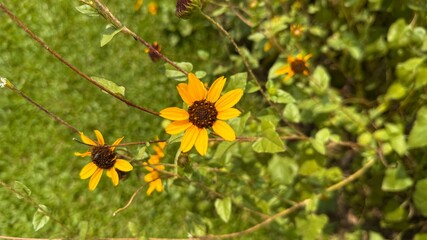 Bright yellow sunflowers bloom gracefully among lush green foliage on a sunny day
