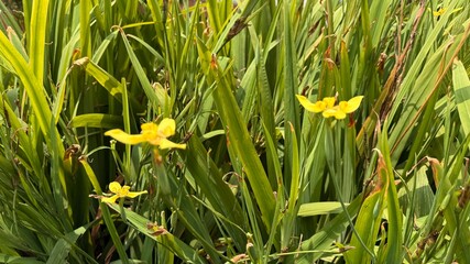 Close up presents three vibrant yellow iris flowers amidst green grass blades on a sunny day