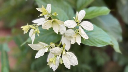 Close up reveals delicate white flowers with a touch of green in the garden