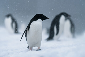 Fototapeta premium a penguin walking in the snow with other penguins