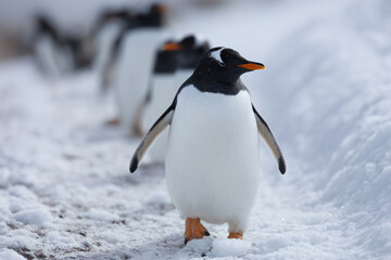 Fototapeta premium a penguin walking in the snow with other penguins