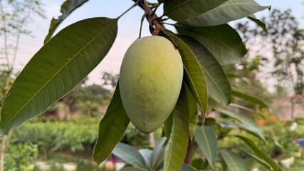 Close view displays a vibrant green mango hanging naturally on a tree branch