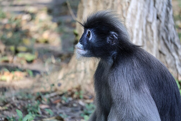 Dusky leaf monkey, spectacled langur close up, wild animals